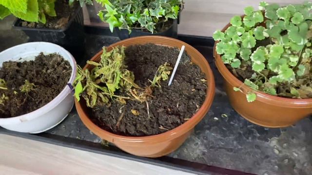 Маточники петунии и калибрахоа , как сохранить 🤔 смотреть онлайн