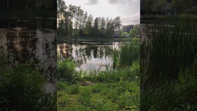 Дачный пруд 06.08.2024