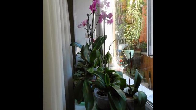 Комнатные цветы на болконе смотреть онлайн