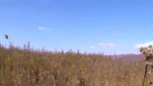 РУССКИЙ ОХОТНИЧИЙ СПАНИЕЛЬ и ХИТРЫЕ ФАЗАНЫ в Приморском Крае. Охота на фазана с собакой.