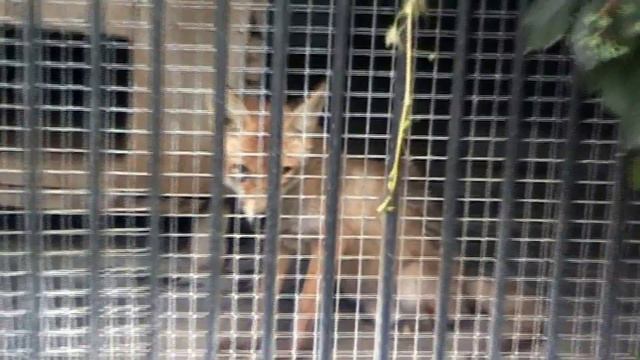 Николаевский зоопарк Псовые Енотовые Хищники смотреть онлайн