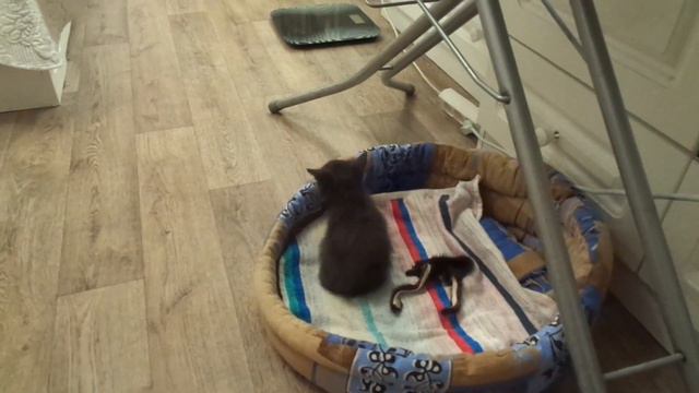 1284 - ВЛОГ/Кофе/Разговор/Игры/от 13 -14 сентября 2020г смотреть онлайн