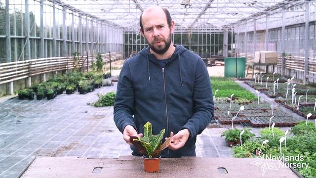 Croton Excellent - Newlands Nursery смотреть онлайн