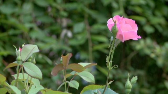 Garden Rose_Pink pale_Footage 196_садовая роза_бледно розовая смотреть онлайн