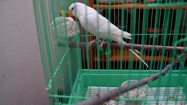 Дрессированный волнистый попугайчик № 2. смотреть онлайн