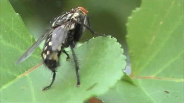 #Футаж. Серая мясная муха/#Footage. Flash fly/Sarcophaga carnaria смотреть онлайн