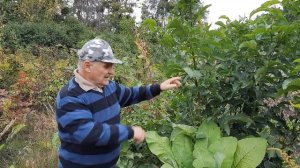 Как защитить грецкий орех от болезней и вредителей?