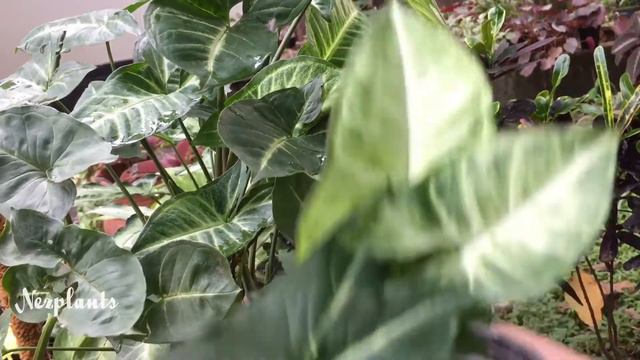 My Syngonium Collections | Arrowhead |nezplants смотреть онлайн