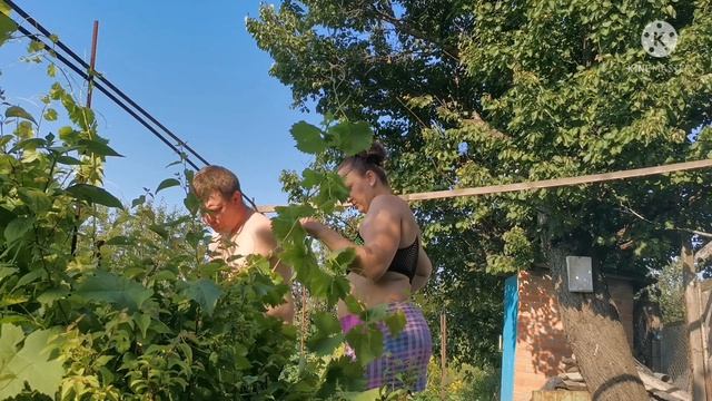 ? Саликовы. Виноград. Уход за молодым виноградом. 2 июля 2021 г. смотреть онлайн