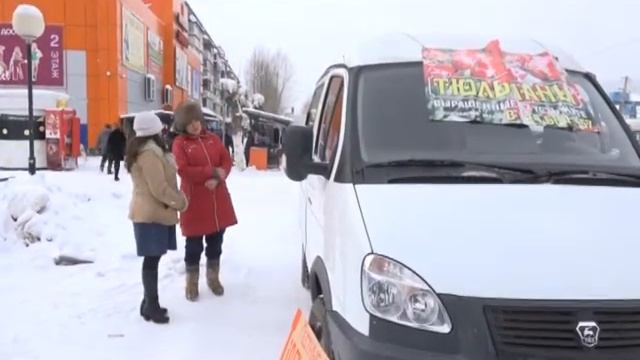 К 8 Марта 4000 тюльпанов и гиацинтов выращивает Светлана Анучина. смотреть онлайн