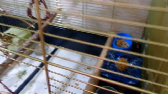 Сумашедшая РЕАКЦИЯ попугаев Бони и Яши на лакомство-шарики. Если ваши попугаи трусишки. смотреть онлайн