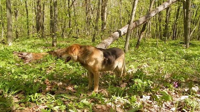 Весенний лес 30.04.2018г. смотреть онлайн