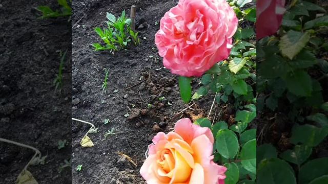 Розы Чиппендейл,Августа Луиза и другие. смотреть онлайн