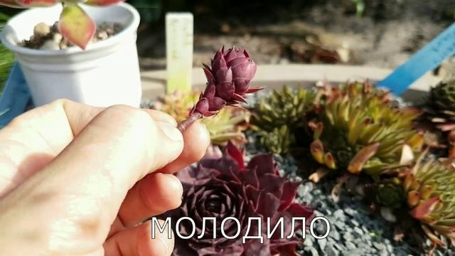 Как отличить Молодило от Эхеверии: 5 признаков смотреть онлайн