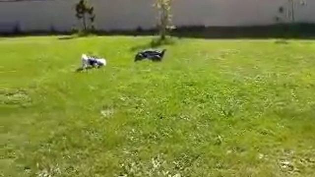 Озорная собачонка смотреть онлайн