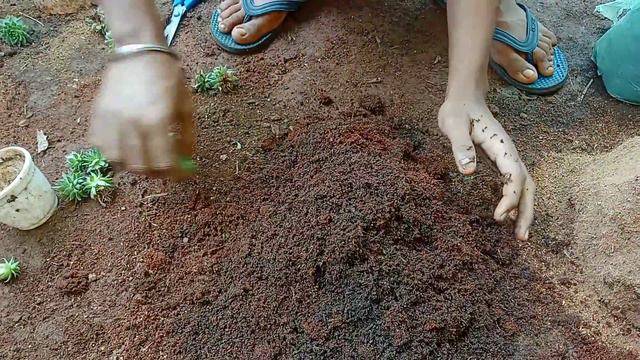 How To Propagate Lakshmi Kamal ? || Lakshmi Kamal के एक पौधे से अनेक पौधा कैसे बनाए ? || NV Garden смотреть онлайн