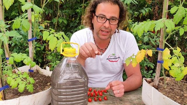 Ho provocato il Fusarium al Pomodoro e provo a curarlo смотреть онлайн