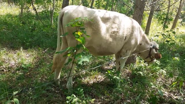Почему корова перегуливает через 55 дней и как сдвинуть дату покрытия подальше от отела? смотреть онлайн