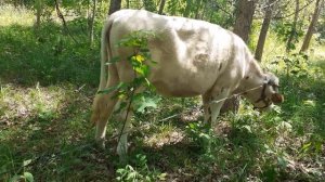 Почему корова перегуливает через 55 дней и как сдвинуть дату покрытия подальше от отела?