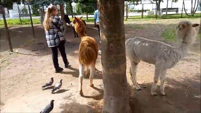 🔔доброе животное Альпака \из Южной Америки\