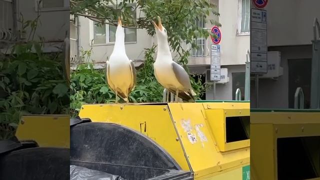 Чайки смотреть онлайн