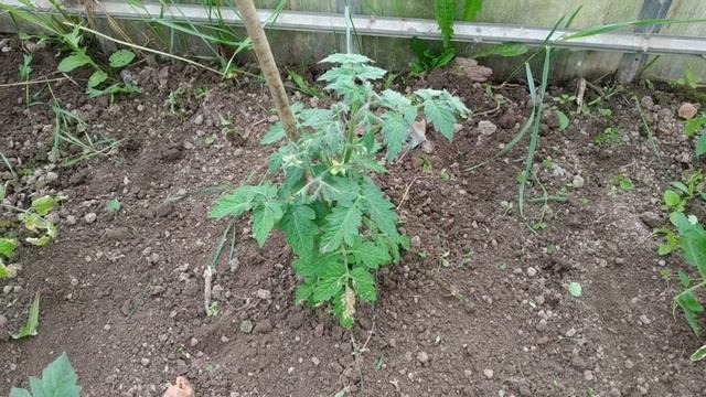 Пасынкование и удаление нижних листьев томатов.Как это делать правильно ? смотреть онлайн