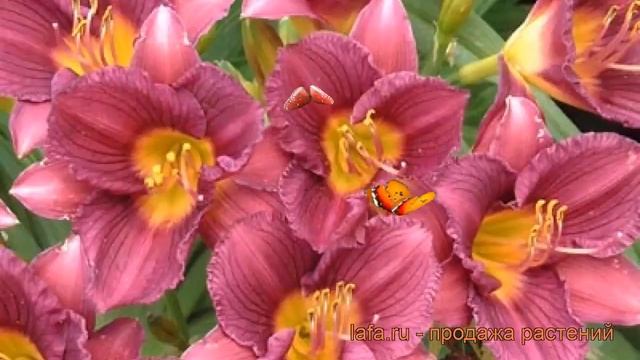 Лилейник гибридный Пепл Доро (hemerocallis) ? обзор: как сажать, рассада лилейника Пепл Доро смотреть онлайн