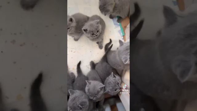 Котики играют, 🥰британцы #британец #zucht #kitty #bkh #stammbaum смотреть онлайн