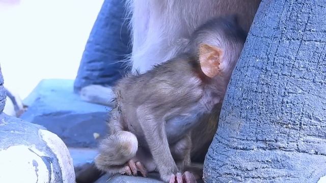 Oh My Goodness! Hope tiny monkey baby better as soon as possible tiny baby need more nursing смотреть онлайн