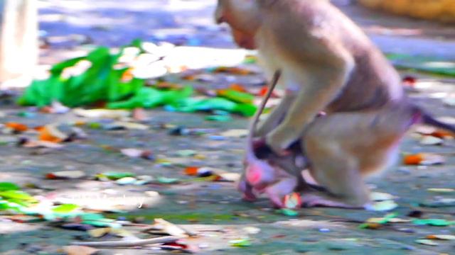Big S@-dn-ess...This Time Baby Monkey SABA Is Not Listen Mom SARIKA And Brother Monkey SARO.