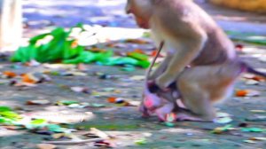 Big s@-dn-ess...This time baby monkey SABA is not listen mom SARIKA and brother monkey SARO.