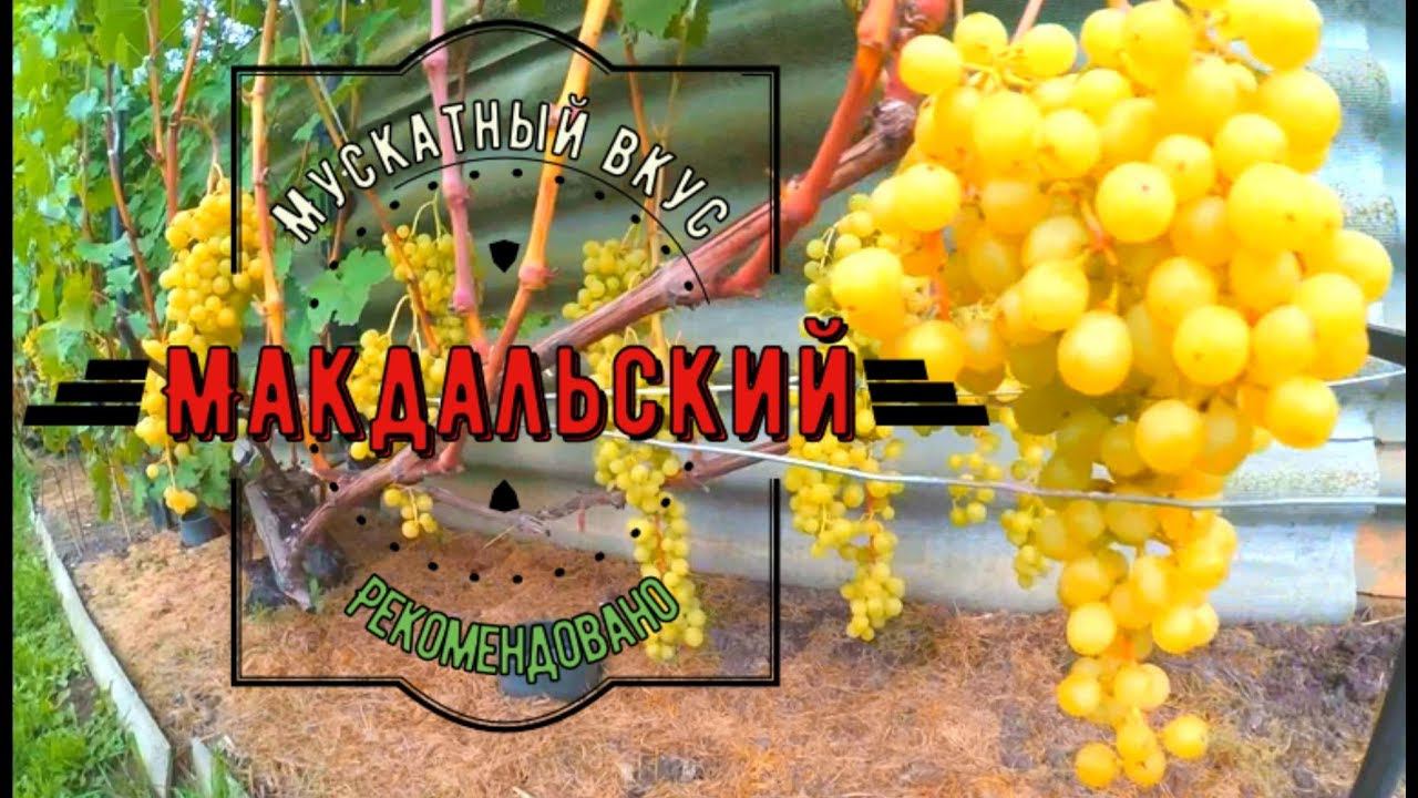 Сорт с ярким мускатным вкусом Виноградник Вадима Точилина смотреть онлайн
