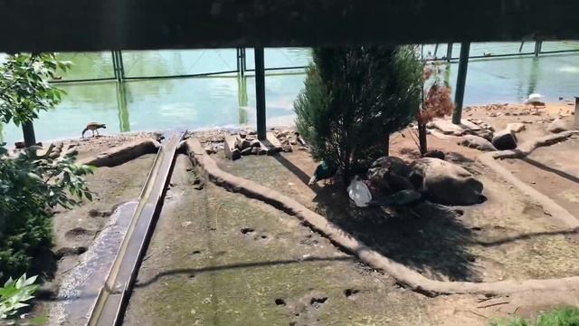 Московский зоопарк.Парк Красная Пресня.В кофейне.(19.07.21г) смотреть онлайн