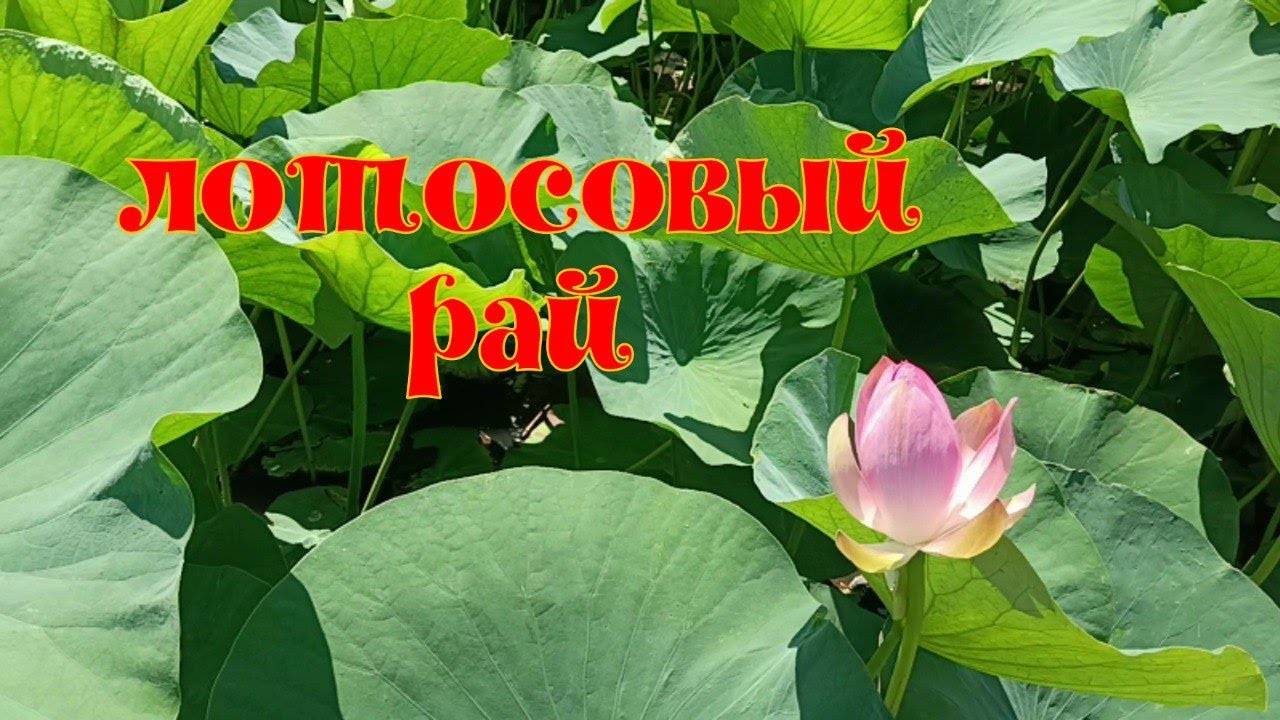 Едем в Лотосовый Рай. Репортаж с места события. смотреть онлайн