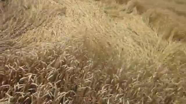 Знаки на полях краснодара смотреть онлайн