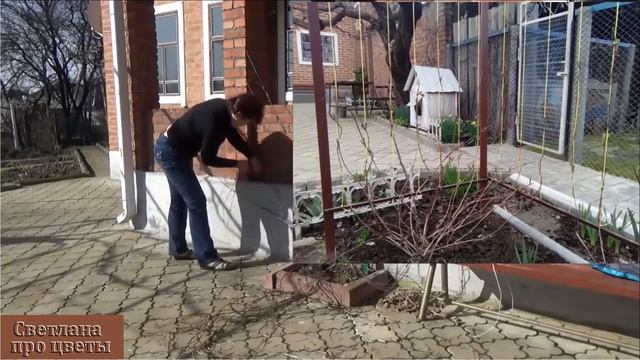 Какую опору для клематиса я придумала. Снять клематис этой опоры дело 5 минут смотреть онлайн
