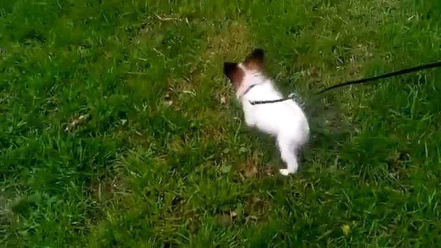 Аль де Лион Юлий на прогулке смотреть онлайн