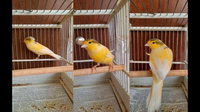 ПЕНИЕ КЕНАРА . РУССКАЯ КАНАРЕЙКА . ОВСЯНОЧНЫЙ НАПЕВ смотреть онлайн