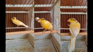 ПЕНИЕ КЕНАРА . РУССКАЯ КАНАРЕЙКА . ОВСЯНОЧНЫЙ НАПЕВ