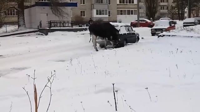 Лось токсикоман смотреть онлайн