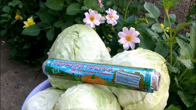 КАК СОХРАНИТЬ КАПУСТУ ЗИМОЙ смотреть онлайн