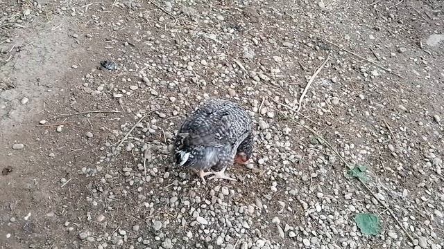 Цыпка стала совсем ручной. Сколько собрала яиц? смотреть онлайн