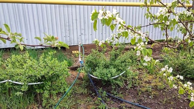 Капельный полив с таймером смотреть онлайн
