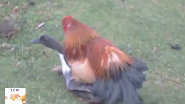 Birds Different Mating Duck Mating Hen Bronze Turkey Mating Duck