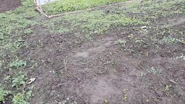 Посадка и выращивание зелёного гороха, сорт "Преладо" от компании Сингента смотреть онлайн