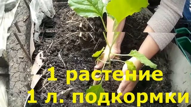 Чем подкормить баклажаны смотреть онлайн