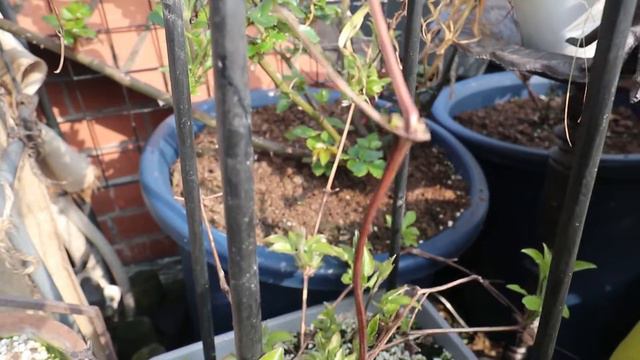 【家庭园艺日常】铁线莲春季修剪+铁线莲分类碎碎念~~~ смотреть онлайн