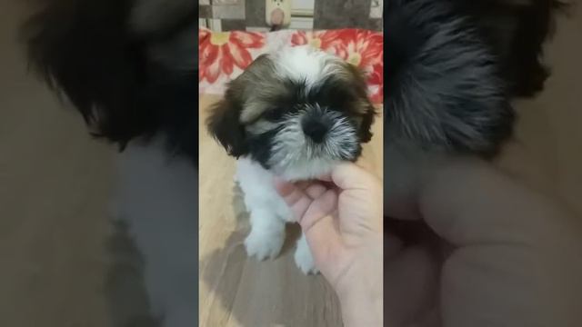 Ши-тцу любимые собаки смотреть онлайн