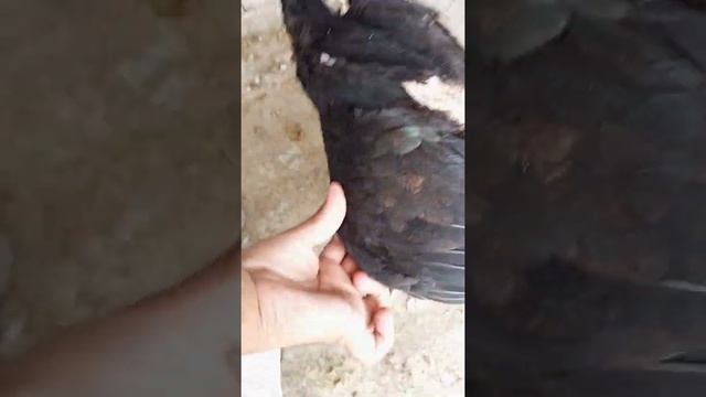 top quality aseel breed need new shelter | lakha vs java vs mushka vs heera смотреть онлайн