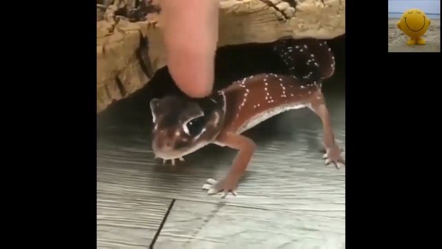 ЭТИ ЗАБАВНЫЕ ЖИВОТНЫЕ (зарядка) смотреть онлайн